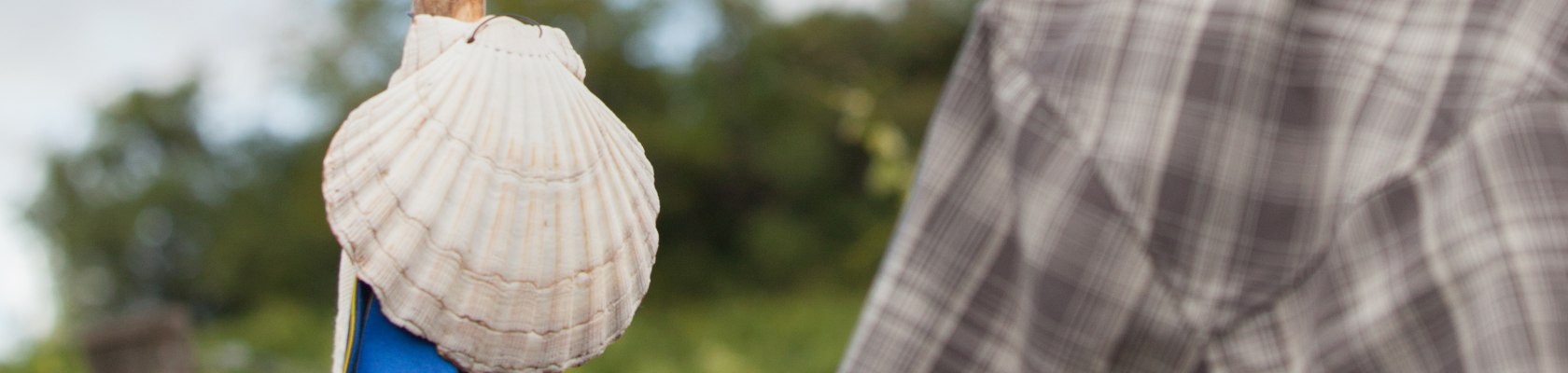 Jakobsmuschel, © Weinviertel Tourismus / Lahofer Jakobsmuschel, © Weinviertel Tourismus / Lahofer