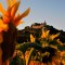 Falkenstein castle ruins, &copy; Weinviertel Tourismus / Mandl