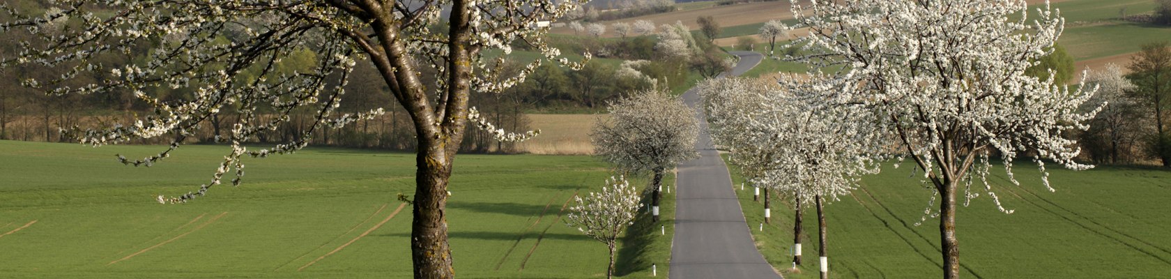 Frühlingslandschaft, © Weinviertel Tourismus / Wurnig