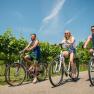 Three people ride bicycles on a path through vineyards in sunny weather.