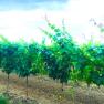 Reihen von Weinreben in einem Weingarten unter blauem Himmel.