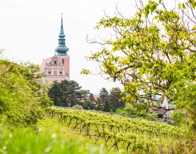 Stadtpfarrkirche Poysdorf, © Martin Grabmayer