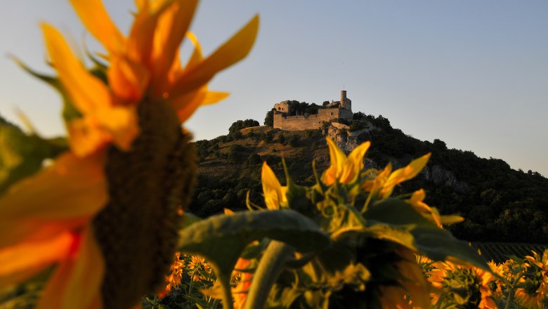 Burgruine Falkenstein, © Weinviertel Tourismus / Mandl