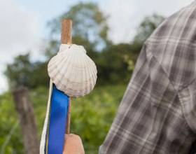 Jakobsmuschel, &copy; Weinviertel Tourismus / Lahofer
