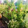 Garten mit Bank, Blumen und Bäumen, im Hintergrund ein rotes Auto und ein Haus.