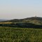 Blick auf den Buschberg, &copy; Weinviertel Tourismus / Mandl