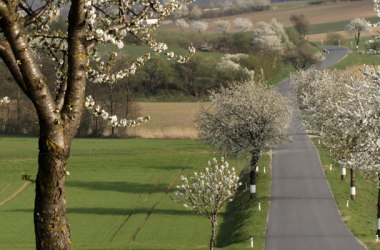 Frühlingslandschaft, © Weinviertel Tourismus / Wurnig