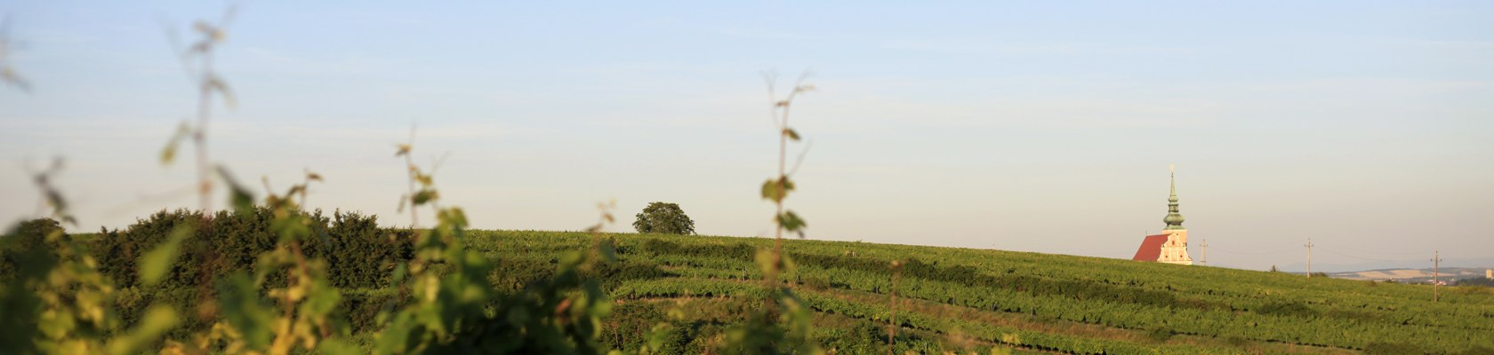 Poysdorf, © Weinviertel Tourismus / Wurnig