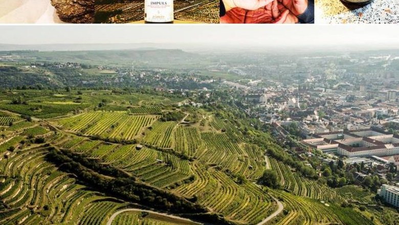 Aerial view of vineyards with town in the background, wine bottles and grapes above.