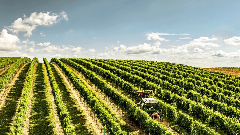 Traktor in einem sonnigen Weingarten mit grünen Rebenreihen.