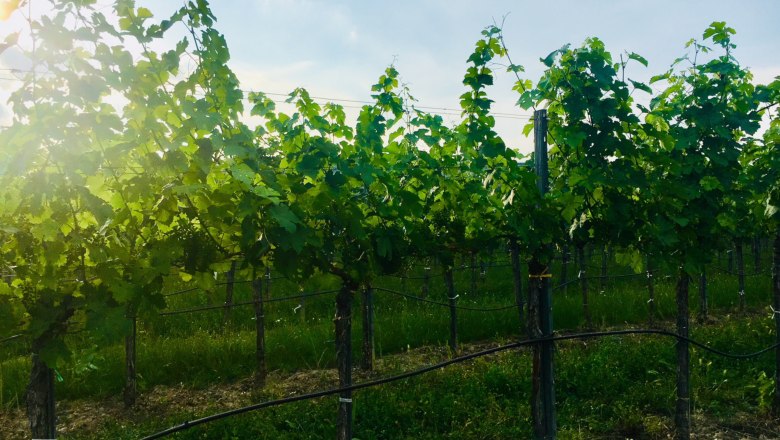 Weinreben in einem sonnigen Weingarten.