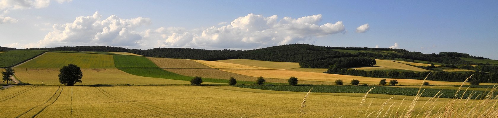 Landschaft bei Ladendorf, © Weinviertel Tourismus / Mandl