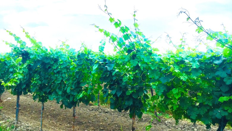 Reihen von Weinreben in einem Weingarten unter blauem Himmel.