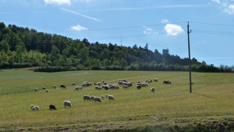 Schafherde auf einer Wiese vor einem bewaldeten H&uuml;gel mit Aussichtsturm.