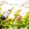 One hand holds a wine bottle, another a wine glass in a vineyard in the sunlight.